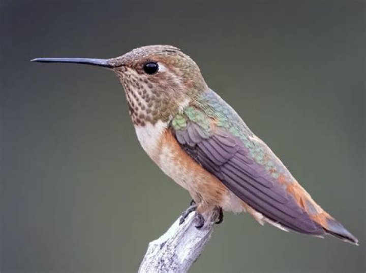 What does the rufous hummingbird look like