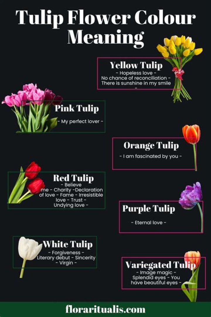 What does tulip flower mean
