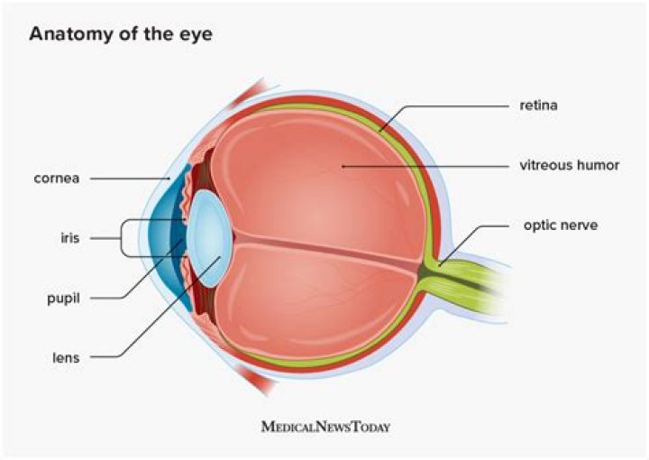 What does vitreous humor do