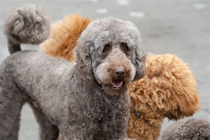 What dog looks like a giant poodle