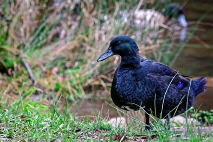 What duck breeds are black