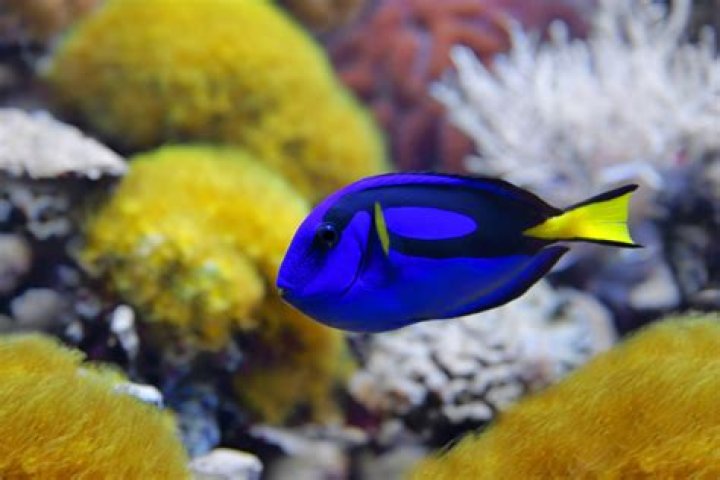 What eats a blue tang