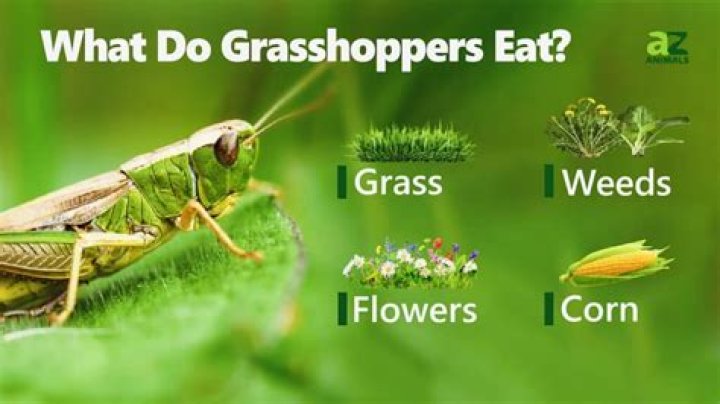 What eats eat grasshoppers