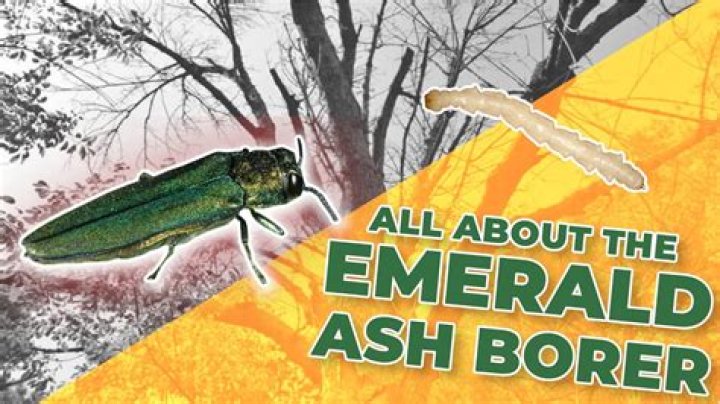 What eats emerald ash borer