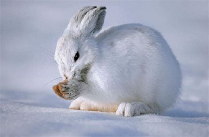 What eats the snowshoe hare