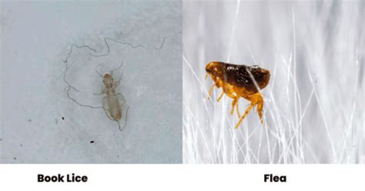 What else looks like a flea