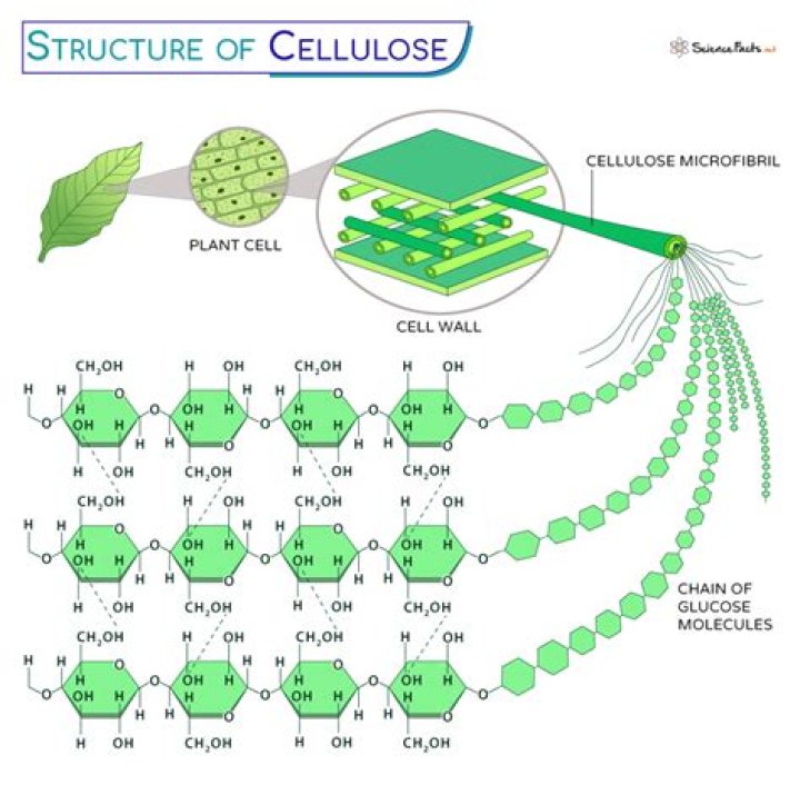 What enzyme makes cellulose