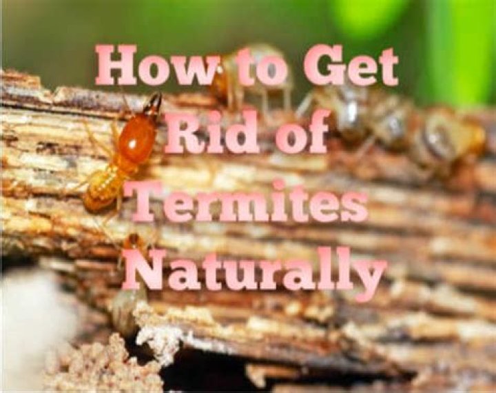 What essential oil gets rid of termites