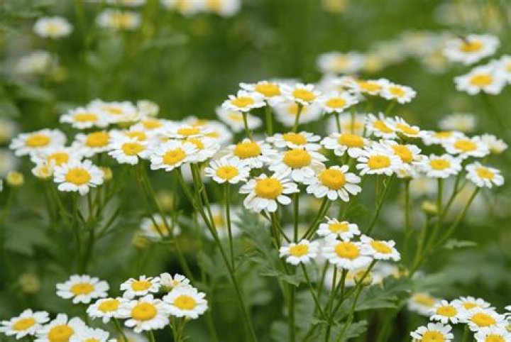 What family is chamomile in