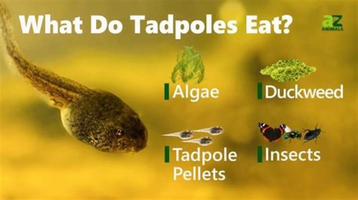 What fish will eat tadpoles