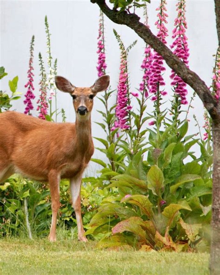 What flower keeps deer away
