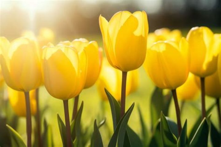 What flower represents luck