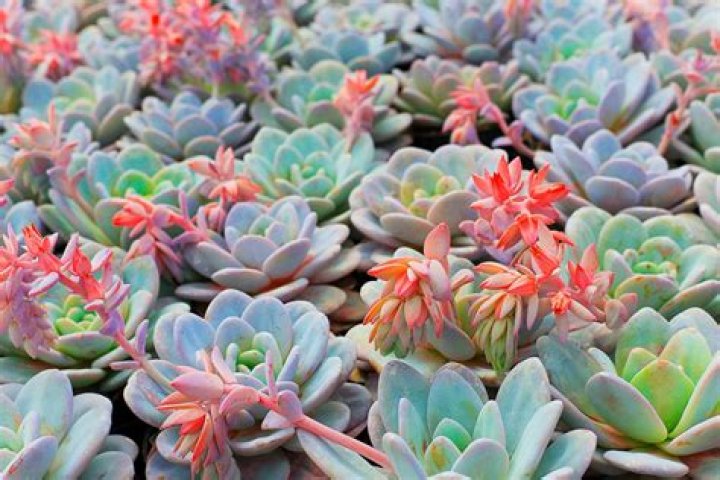 What flowers are succulents