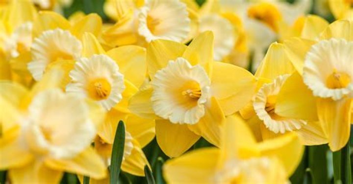What flowers bloom in March