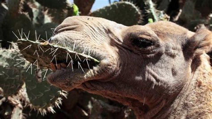 What flowers do animals eat