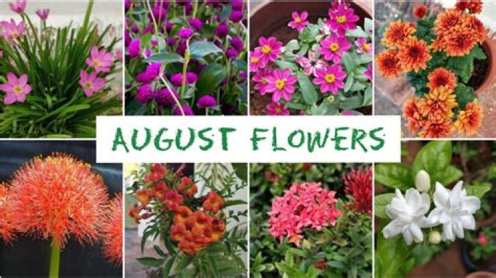 What flowers grow in August