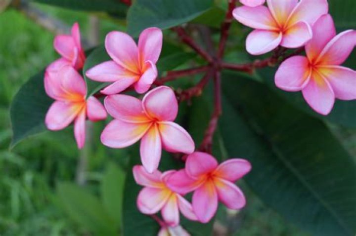 What Flowers Grow in Hawaii