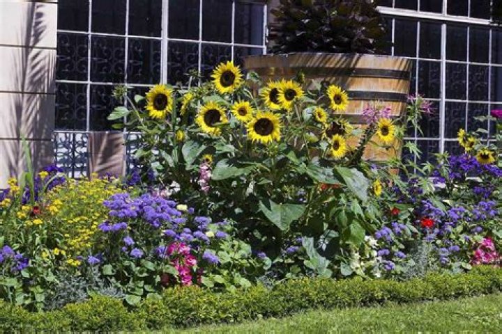 What flowers grow well with sunflowers