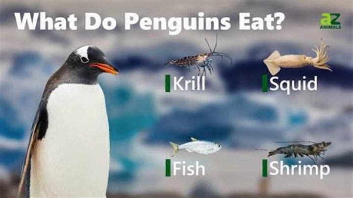 What food does penguins eat