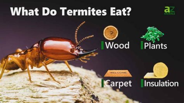 What foods do termites like
