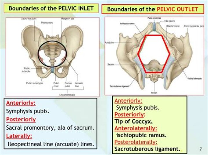What forms the pelvic outlet