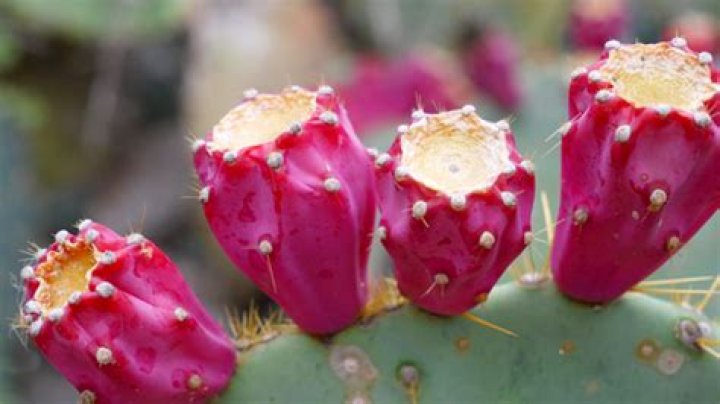 What fruit comes from a cactus