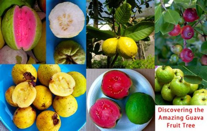 What fruit is guava family