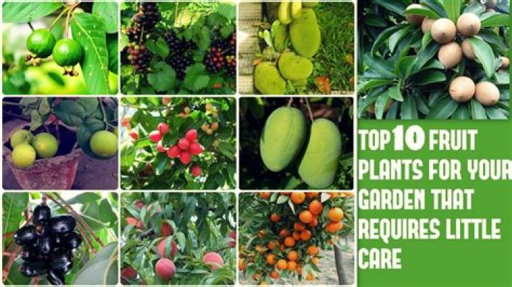What fruit trees can I grow