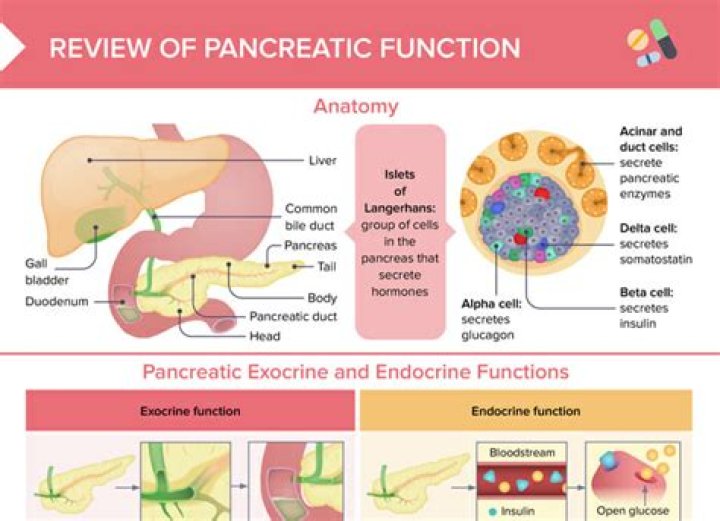 What function does the pancreas serve in a negative feedback system
