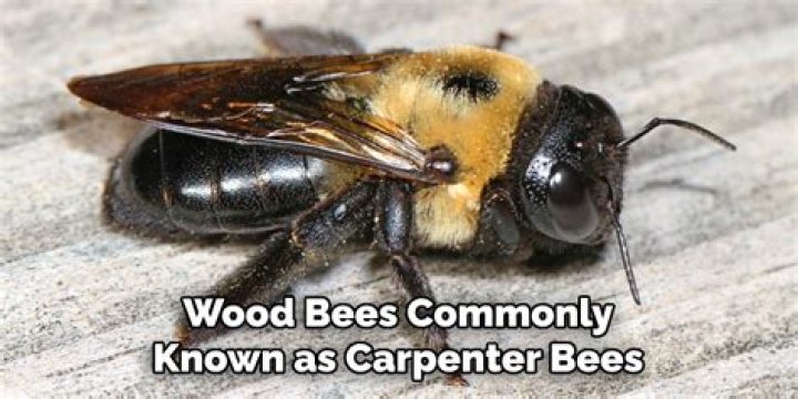 What gets rid of wood bees