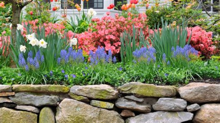 What goes well with azaleas