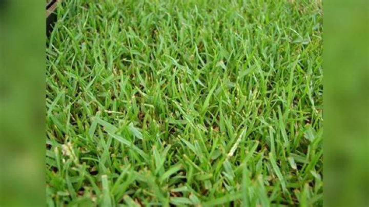 What grass grows best in shade in Florida