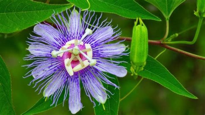 What grows in North Florida