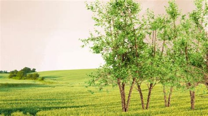 What grows under a river birch tree
