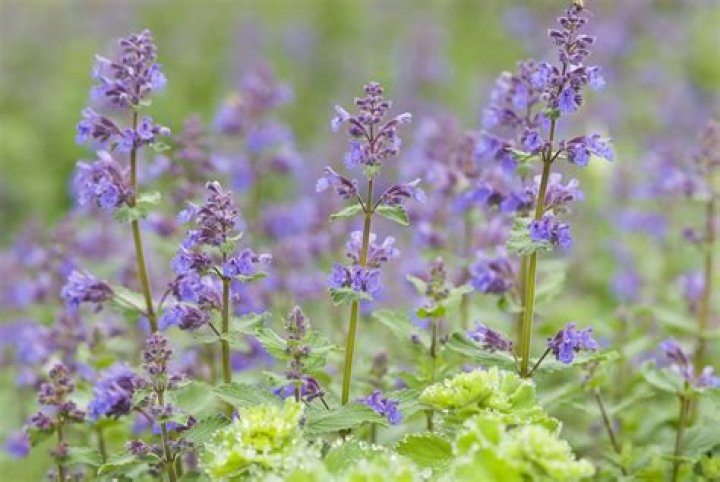 What grows well with catnip