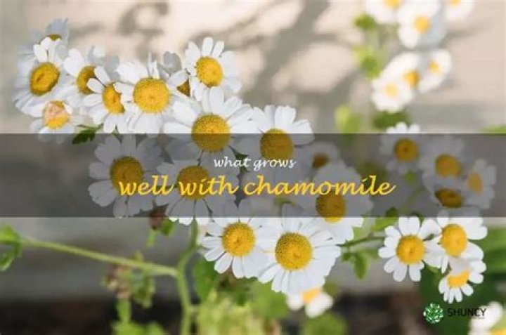 What grows well with chamomile