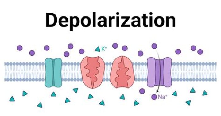 What happens depolarization