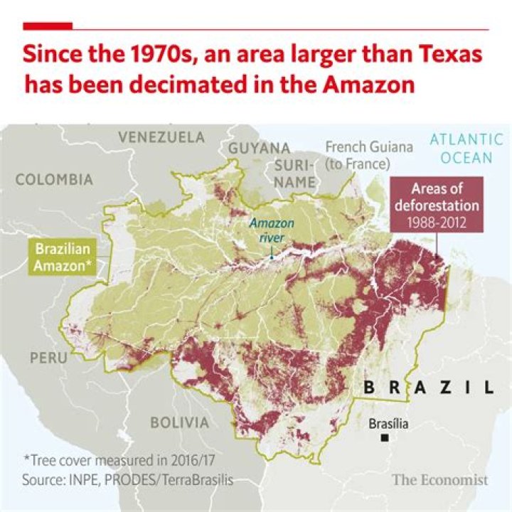 What has been the effect of deforestation in the Amazon rainforest quizlet