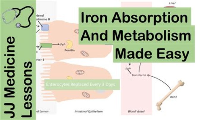 What helps the absorption of iron