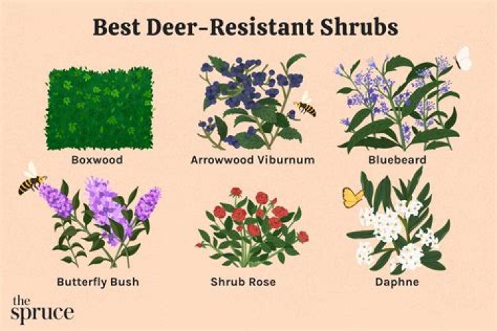 What herbs do deer not eat