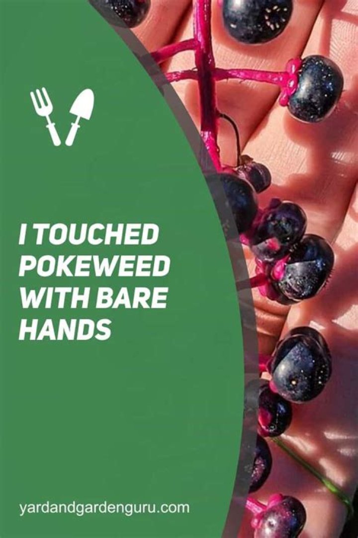 What if I touched pokeweed