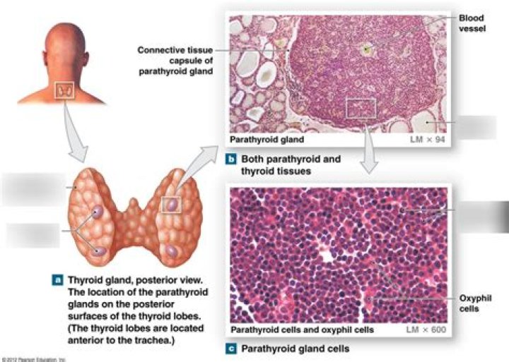 What Innervates the parathyroid gland