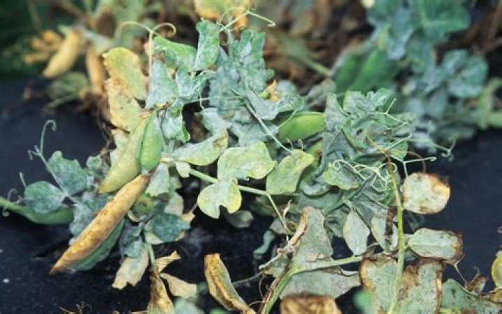 What insect eats pea leaves