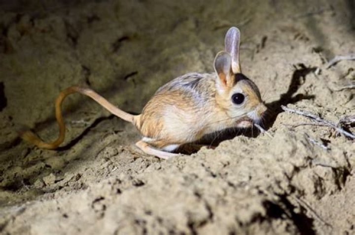 What insects do jerboa eat