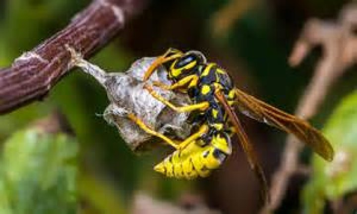 What insects do wasps kill