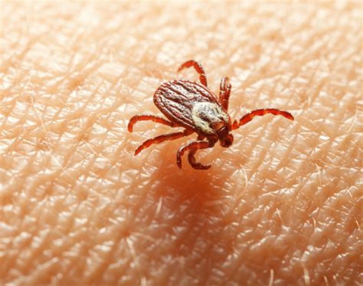 What instantly kills ticks