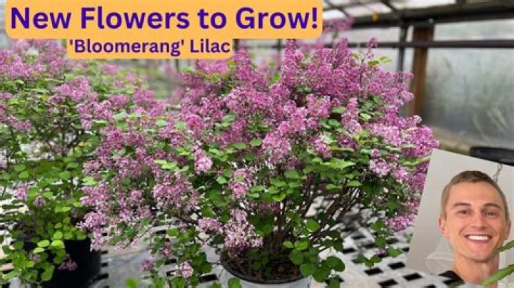 What is a Bloomerang lilac
