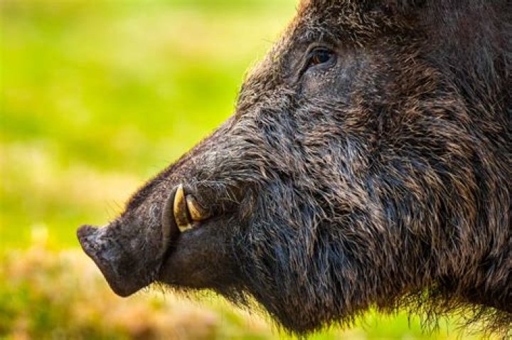 What is a boar a symbol of