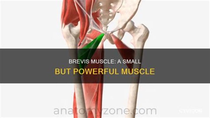 What is a brevis