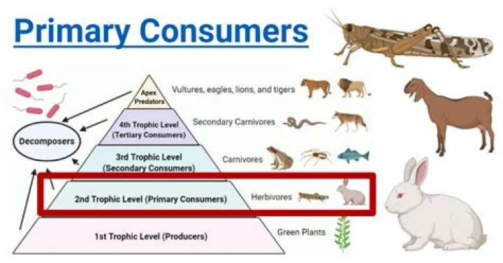 What is a consumer that eats a variety of organisms